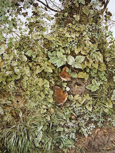 Raymond Ching: "Summer Wrens" - Raymond Ching