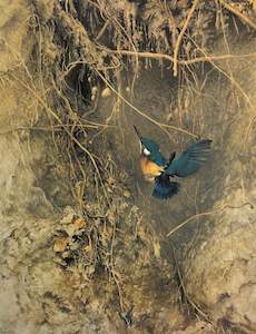 Raymond Ching: "Kingfisher" - Raymond Ching