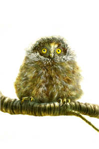 Paul Coney: "Baby Morepork" - Paul Coney