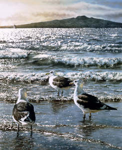 Paul Coney: "Rangitoto & Gulls" - Paul Coney