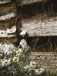 Paul Coney: "Daisies & Boards" - Paul Coney