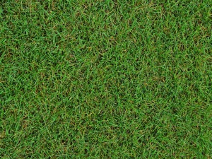 Products: Fine Fescue