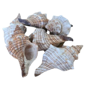 Shells: Fasc Trapezium Shell