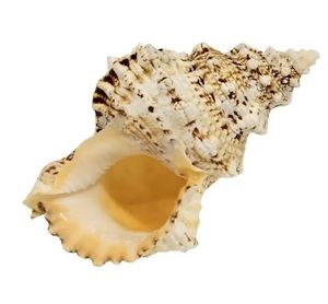 Shells: Bursa Bobo Shell