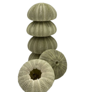 Shells: Green Sea Urchins