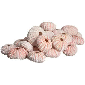 Pink Sea Urchins