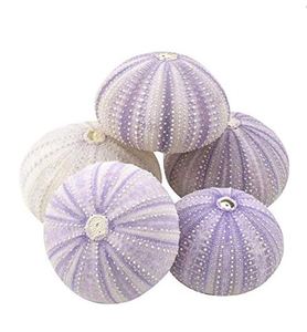 Shells: Purple Sea Urchins