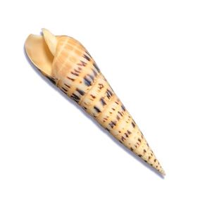 Shells: Terebera Maculata Shell