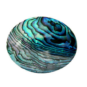 Brooches: Paua Disc Oval Brooch
