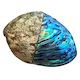 Paua Shell Half Polished Medium