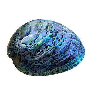 Paua Shell Fully Polished Medium
