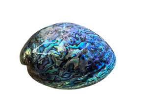 Paua Shell Fully Polished Small Ultra Blue