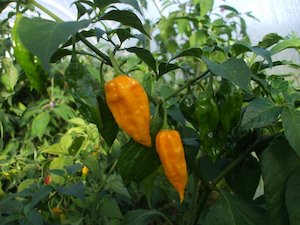 Fatalli - Fire Dragon Chillies