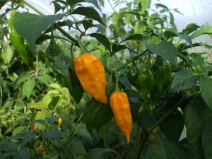 Products: Fatalli - Fire Dragon Chillies