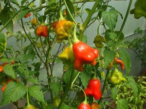 Products: Bishops Crown - Fire Dragon Chillies