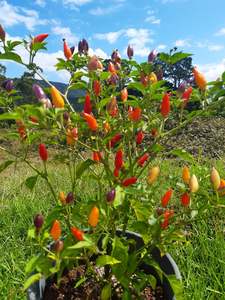 Products: Bolivian Rainbow - Fire Dragon Chillies