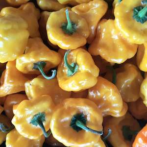 Jamaican Yellow Mushroom - Fire Dragon Chillies