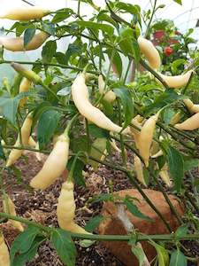 Blondie Chilli - Fire Dragon Chillies