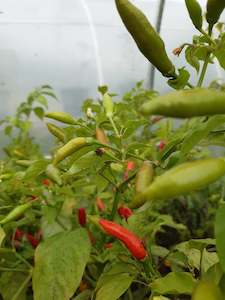 Bird's Eye Red - Fire Dragon Chillies