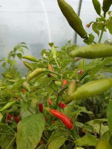 Products: Bird's Eye Red - Fire Dragon Chillies
