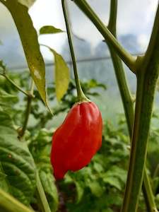 Aji Norteno - Fire Dragon Chillies