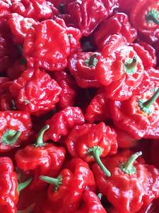 Products: Red Jamaican Mushroom SOLD OUT - Fire Dragon Chillies