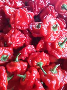 Products: Red Jamaican Mushroom SOLD OUT - Fire Dragon Chillies