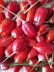 Products: Inca Red Drop - Fire Dragon Chillies