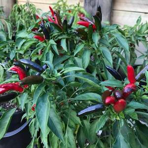 Peri-Peri Chilli Seeds - Fire Dragon Chillies