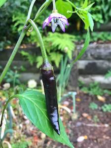 Products: Purple Birds Eye - Fire Dragon Chillies