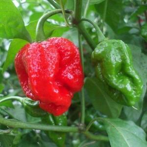 Products: Red 7 Pot Chilli Seeds - Fire Dragon Chillies