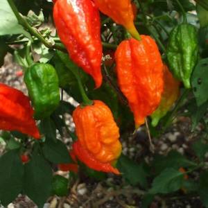 Bangladesh Naga Chilli Seeds - Fire Dragon Chillies