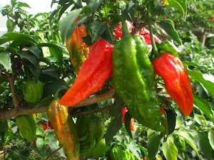 Products: King Naga Chilli Seeds - Fire Dragon Chillies