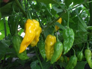 Products: Yellow Bhut Jolokia - Fire Dragon Chillies