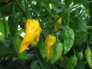 Products: Yellow Bhut Jolokia - Fire Dragon Chillies