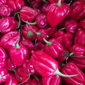 Products: Red Scotch Bonnet 500g - Fire Dragon Chillies