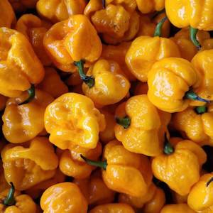 Yellow 7 Pot Fresh Chillies - Fire Dragon Chillies