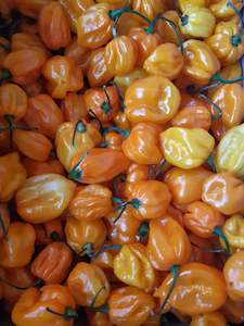 Products: 1kg Scotch Bonnet Big Sun SOLD OUT - Fire Dragon Chillies