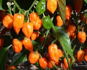 Orange Habanero - Fire Dragon Chillies