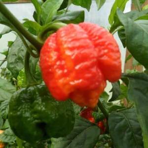 Trinidad Scorpion Moruga Chilli - Fire Dragon Chillies