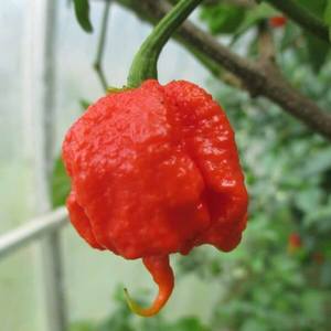 Carolina Reaper Chilli Seeds - Fire Dragon Chillies