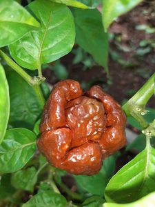 Choc Moruga - Fire Dragon Chillies