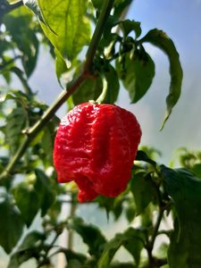 7 Pot Brainstrain - Fire Dragon Chillies