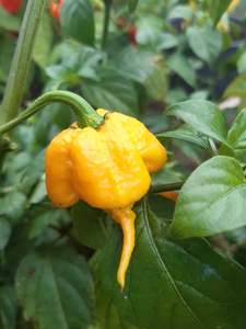 Yellow Reaper - Fire Dragon Chillies