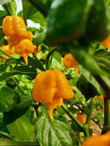 Yellow 7 Pot Primo - Fire Dragon Chillies