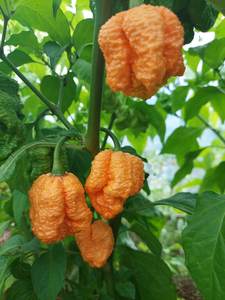 Big Peach Mama - Fire Dragon Chillies