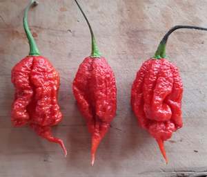 Primotalii - Fire Dragon Chillies