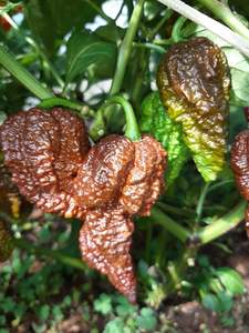 Big Black Mama - Fire Dragon Chillies