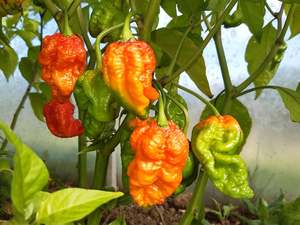 Big Red Mama - Fire Dragon Chillies