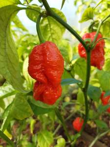 Fatalii Jigsaw - Fire Dragon Chillies